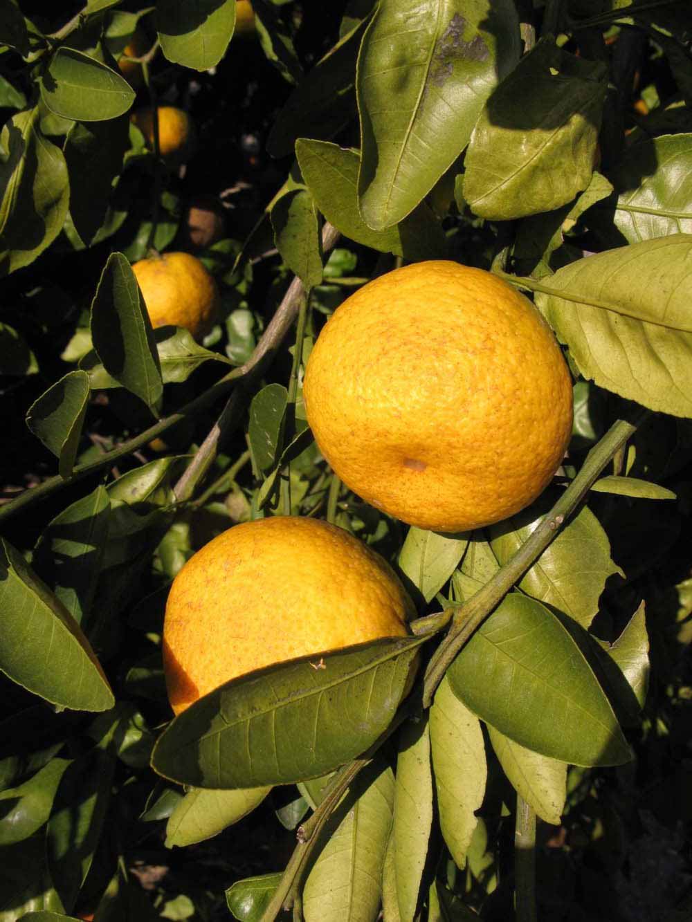              Fruit (Winter Haven, FL)       